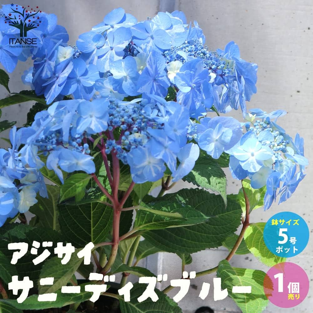 71C+h8NMADL._AC_UF1000,